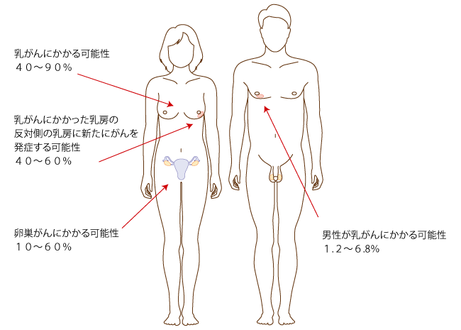 性別ごとの乳がん・卵巣がんにかかる可能性