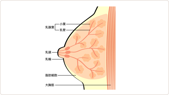 図　乳房の構造